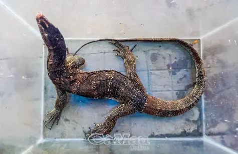 Người dân giao nộp cá thể kỳ đà bông quý hiếm