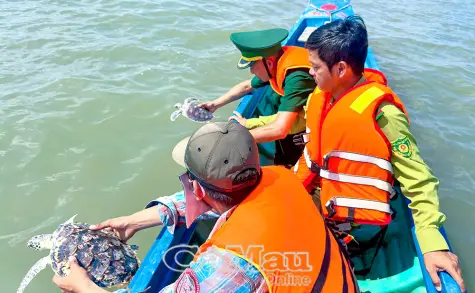2 cá thể rùa biển quý hiếm được cứu, thả về tự nhiên