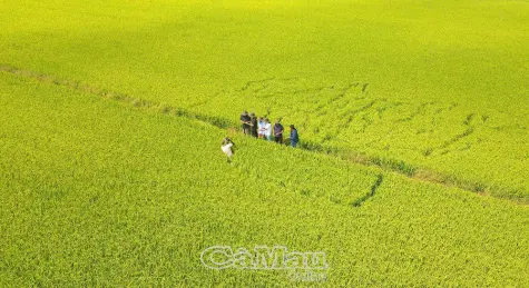 Kinh tế tập thể Cà Mau khởi sắc từ những “Ngôi sao HTX”