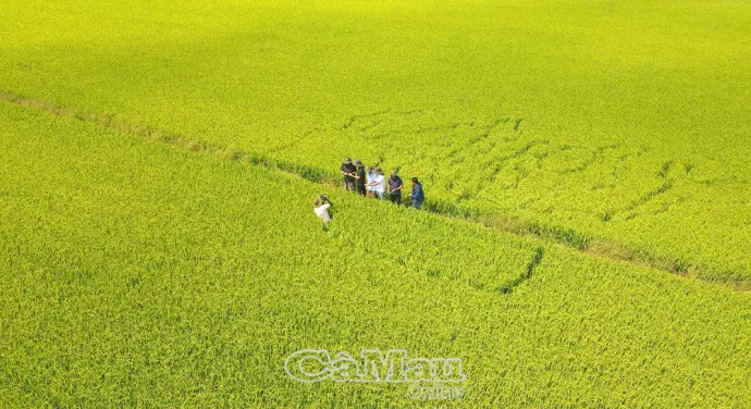 Kinh tế tập thể Cà Mau khởi sắc từ những “Ngôi sao HTX”