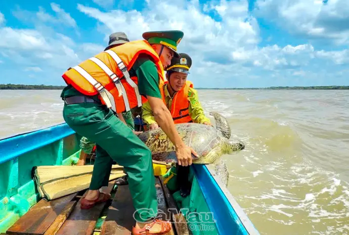 Cứu hộ cá thể vích nặng hơn 60 kg bị mắc lưới