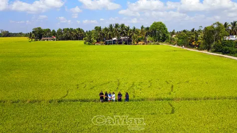 Liên kết sản xuất, nâng tầm lúa gạo Cà Mau
