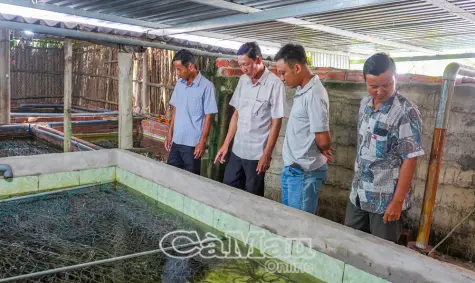 Người nuôi lươn Cà Mau “bí đầu ra”