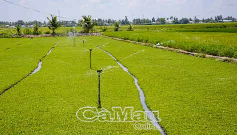 Rau má Vĩnh Thanh - Hướng đi mới và bài toán thị trường