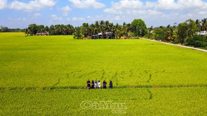 Liên kết sản xuất, nâng tầm lúa gạo Cà Mau