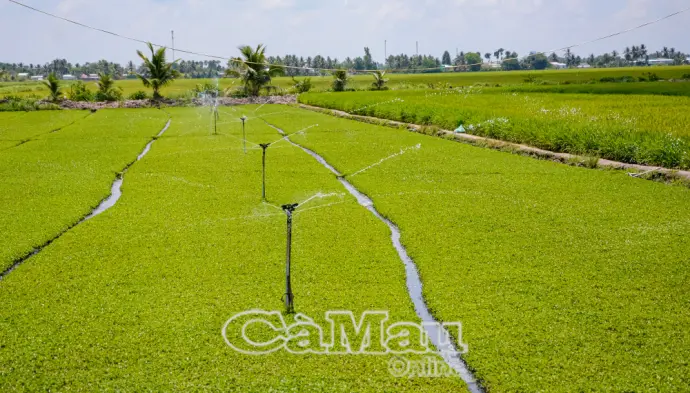 Rau má Vĩnh Thanh - Hướng đi mới và bài toán thị trường