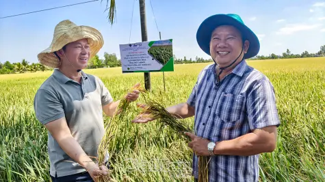 Nghiệm thu mô hình sản xuất lúa cải tiến, giảm phát thải tại Cà Mau
