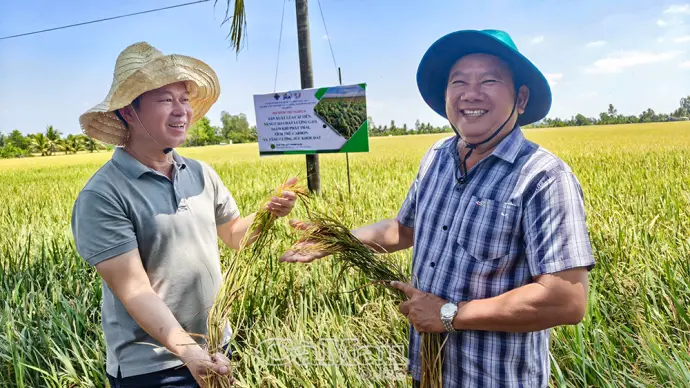 Nghiệm thu mô hình sản xuất lúa cải tiến, giảm phát thải tại Cà Mau