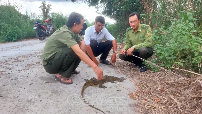 Thả cá thể kỳ đà hoa quý hiếm về Vườn Quốc gia U Minh Hạ