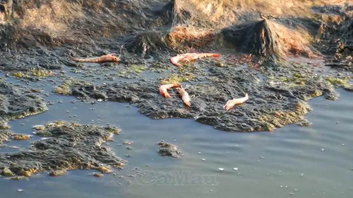 Nông dân Xã Hồ Thị Kỷ thiệt hại hàng chục hécta nuôi tôm do nắng nóng