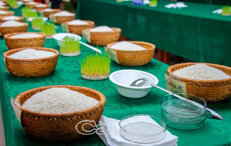 28 đơn vị tham gia Cuộc thi “Gạo ngon đồng bằng sông Cửu Long” lần thứ I năm 2026