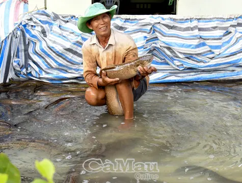 Nuôi cá chình VietGAP - Mô hình bạc tỷ của nông dân Tân Thành
