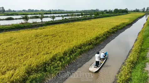 Gạo ngon BL9: Hành trình khẳng định chất lượng
