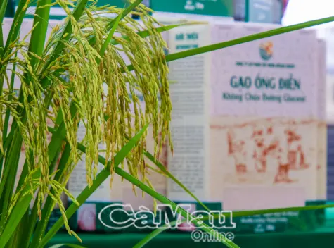 Gạo Ông Điền - Lối đi mới từ mô hình lúa hữu cơ vi sinh