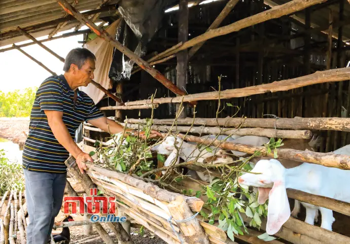 ស្តារឡើងវិញនូវរបររកស៊ីដោយទម្រង់ចិញ្ចឹមពពែនៅ Đất Mũi