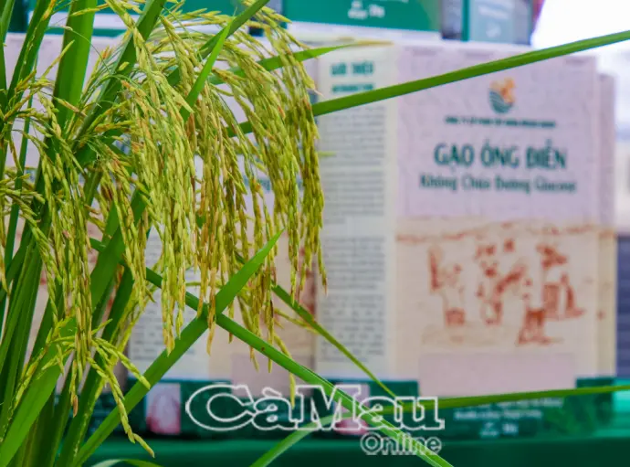 Gạo Ông Điền - Lối đi mới từ mô hình lúa hữu cơ vi sinh