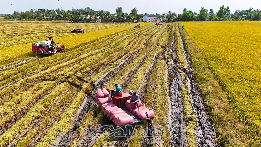 Gieo mồ hôi, gặt thành quả