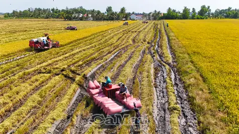 Gieo mồ hôi, gặt thành quả