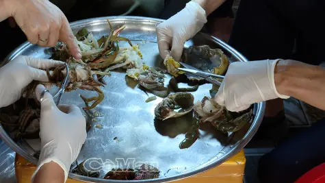 Ký sinh trùng gây hại, ngành chức năng khuyến cáo biện pháp bảo vệ cua nuôi