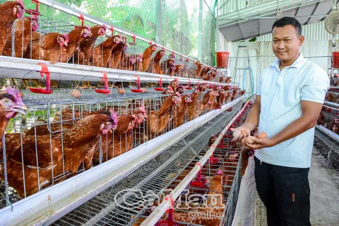 Kỹ sư trẻ khởi nghiệp từ mô hình gà siêu trứng