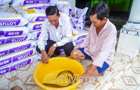 Vẫn nan giải đầu ra lươn thương phẩm
