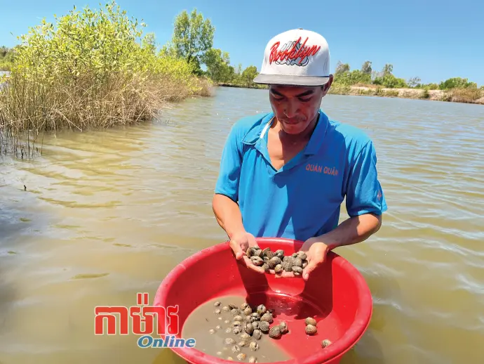 លទ្ធភាពអនាគតនៃការចិញ្ចឹមគ្រែងឈាមធម្មជាតិ