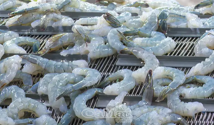 Kinh tế Cà Mau tăng tốc, tạo đà bứt phá quý II