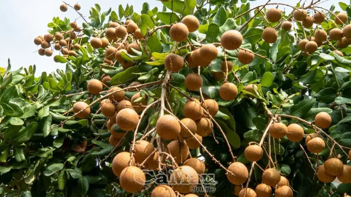 Hướng đến bảo hộ chỉ dẫn địa lý thanh nhãn Bạc Liêu