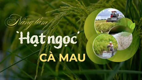 Nâng tầm “hạt ngọc” Cà Mau