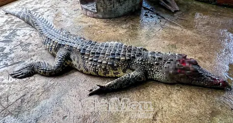 Bắt được cá sấu xuất hiện trong ao nhà dân ở xã Tân Lộc