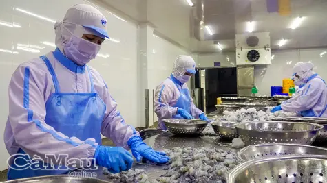 Kinh tế Cà Mau giữ nhịp phát triển