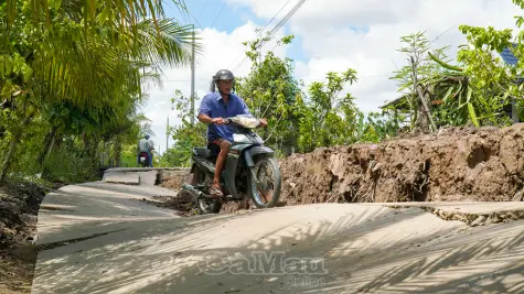 Ấp Đá Bạc A nguy cơ mất vụ hè thu do sụt lún, sạt lở