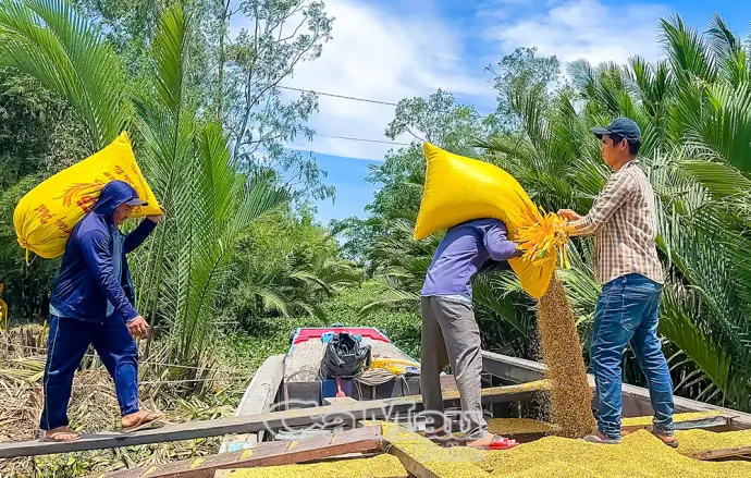 Châu Thới hướng đến sản xuất lúa chất lượng cao