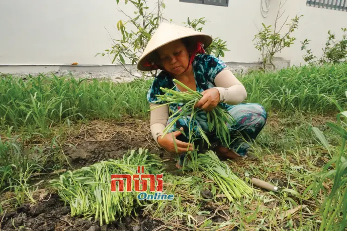 ឈានឡើងផ្តើមពីរបរដាំបន្លែបៃតង
