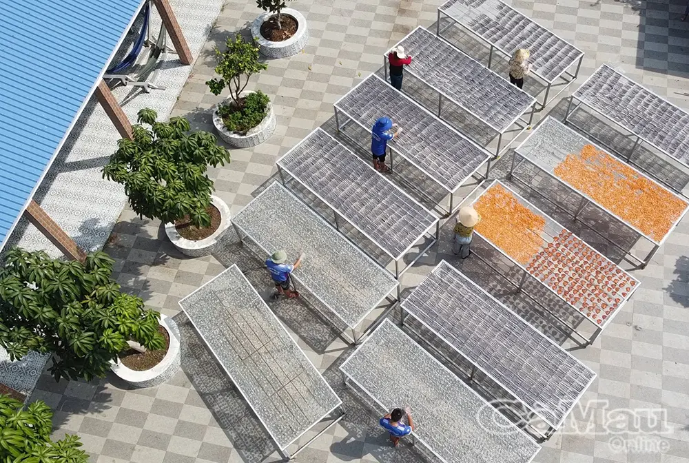 Làng khô Gành Hào khởi sắc