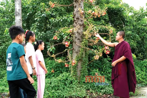 ផ្ការាំង ជាប្រភេទផ្កាដ៏បរិសុទ្ធក្នុងសំណាក់ព្រះពុទ្ធសាសនា