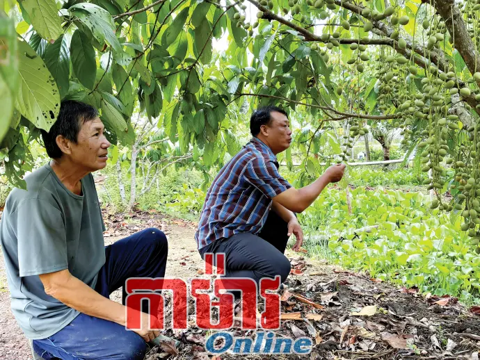 ប្រសិទ្ធភាពនៃទម្រង់ដាំដំណាំ និងចិញ្ចឹមសត្វចម្រុះ