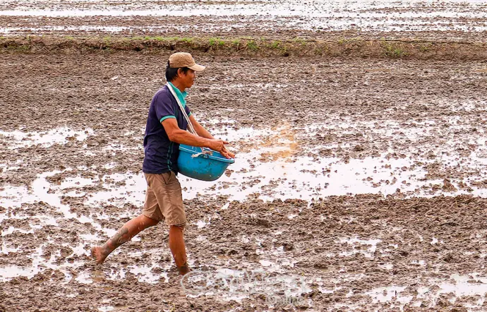 Hơn 81.700 ha lúa hè thu đã xuống giống ở Cà Mau