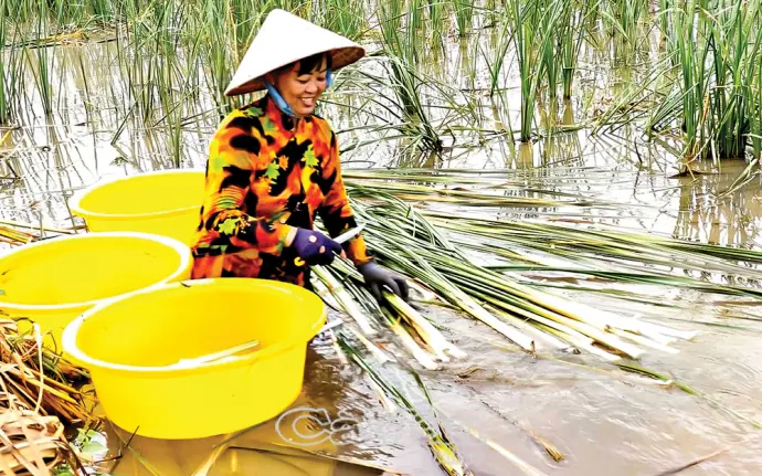 Thương quá bồn bồn