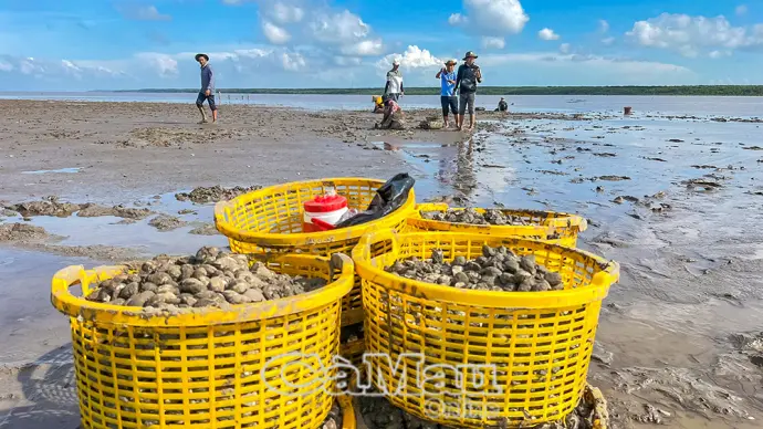Thu hoạch nghêu ở Ðất Mũi