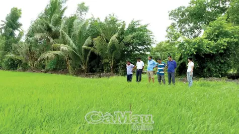 Song hành thế mạnh tôm, lúa