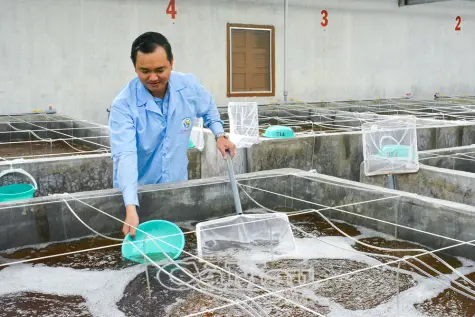 Quản lý chặt chẽ chất lượng tôm giống