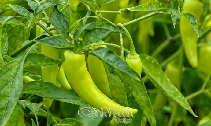 Nông dân Hiệp Thành trúng vụ ớt
