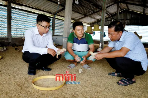 ចិញ្ចឹមមាន់ធ្វើមាននៅលើទឹកដីស្រុកកំណើត