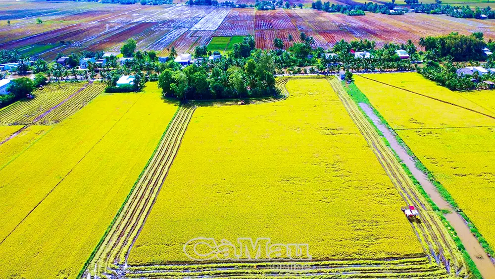 Tăng tốc triển khai đề án 1 triệu héc-ta lúa chất lượng cao