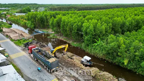 Xanh hoá kinh tế rừng