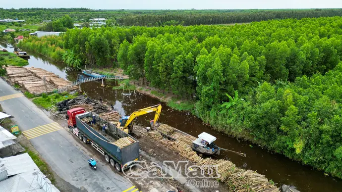 Xanh hoá kinh tế rừng