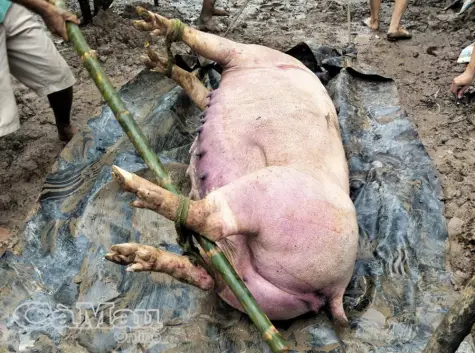 Xã Trần Văn Thời công bố dịch tả heo Châu Phi trên địa bàn
