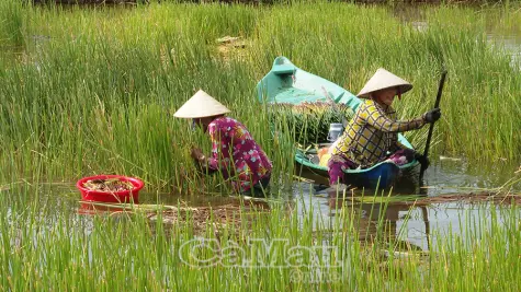 Mở sinh kế mới cho vùng đất trũng từ mô hình tôm - năn