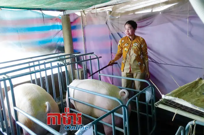 ម្ចាស់ការស្តារឡើងវិញនូវហ្វូងជ្រូកបន្ទាប់ពីកើតមានជំងឺរាតត្បាត
